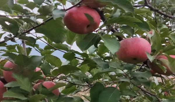 苹果和平精英辅助QQ群（苹果版和平精英辅助）
