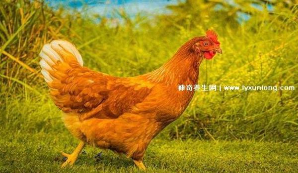 手游吃鸡三大辅助排名榜(手游吃鸡辅助对战技巧)