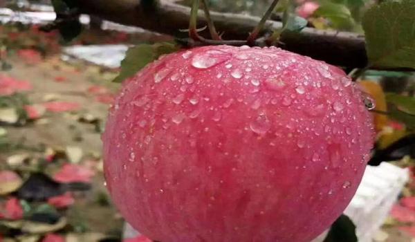苹果手机可以用吃鸡辅助吗（苹果手机专用吃鸡辅助器）
